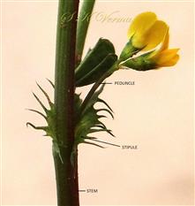  Inflorescence and stipules